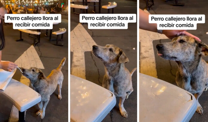 Perrito,