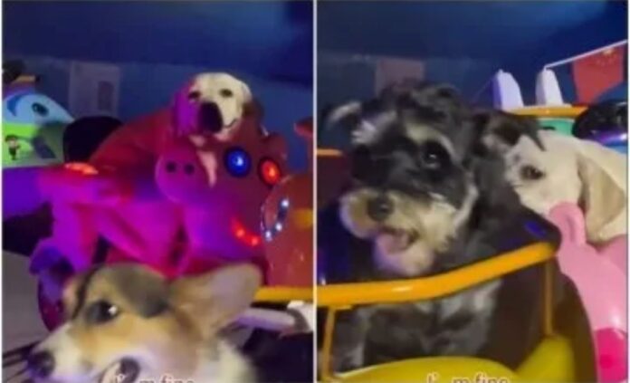 Perritos