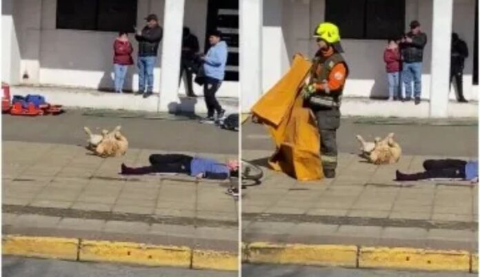 Perrito se Roba el Show en Simulacro