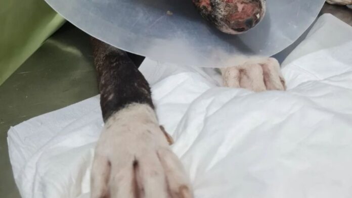Valentín, el Perrito Quemado por un Huevo