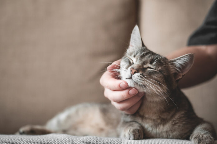 Gatos domésticos