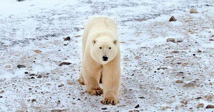 Oso polar