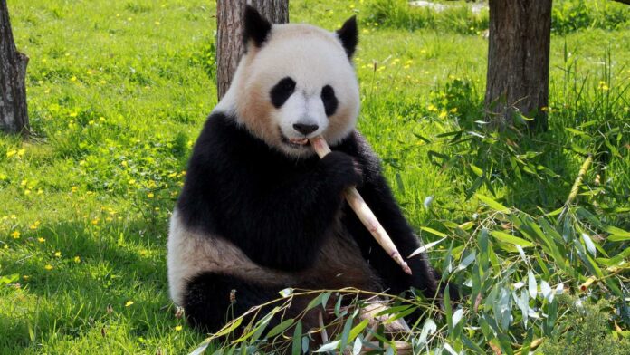 Famoso panda chino