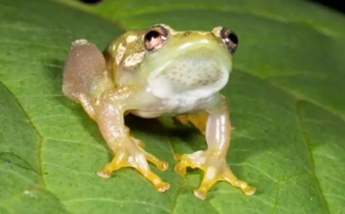 Mil nuevas especies descubiertas