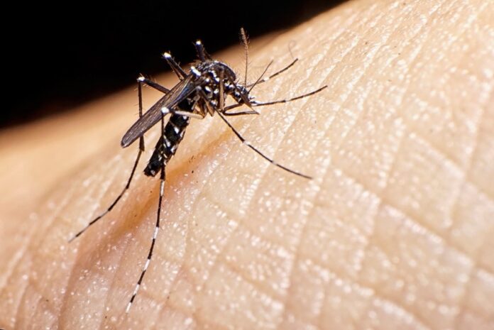 Casos de dengue