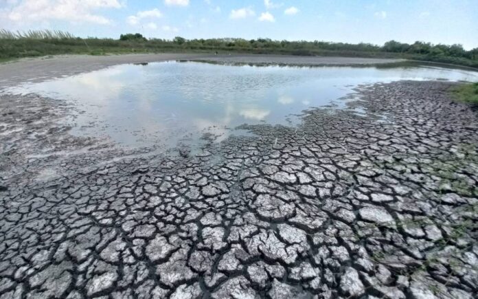 Tampico: Ecología