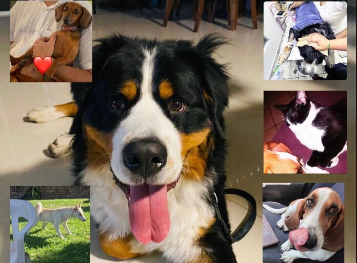 Denuncian envenenamiento de 30 perros en alrededores del Club Campestre